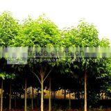 Michelia Chapensis Nursery thumbnail-1