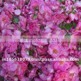 Rose Oil thumbnail-1
