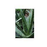 Aloe Vera L. Extract