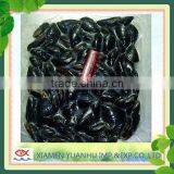 IQF Frozen Boiled Blue Mussel Without Shell thumbnail-6