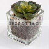 5.3 x 5.5cm Artificial Flower Mini Succulent in Sqare Glass Pot. thumbnail-1