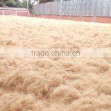 Coconut Fiber High Quality (QQ : 2598494113) thumbnail-1