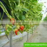 Strawberry Gutter thumbnail-1