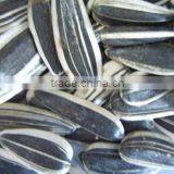 Black Sunflower Seeds thumbnail-3