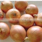 cheap onion exporters in pakistan for wholesales