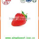For Sale Chinese High Quality Fresh Strawberry thumbnail-3