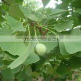 High Quality Chinese Ginkgo Seed For Harvesting Ginkgo Leaves