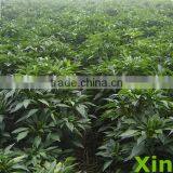 Free Sample Provide American Red Chilli Thread 2015 New Products Quality Dried Chilli Thread thumbnail-2