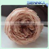 Popular Items for Preserved Austin Rose Heads thumbnail-1