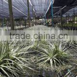 Tillandsia Air Plant thumbnail-4