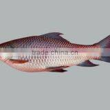 Fresh Water Rohu thumbnail-1