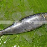 Canned Sardine Fish thumbnail-2
