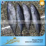 Fresh Whole Frozen Bullet Tuna thumbnail-3