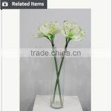 Cheap Wholesale Large Amaryllis for Halloween Arrangement thumbnail-5