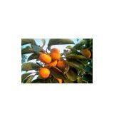 Diospyros Kaki L.f. Extract thumbnail-1