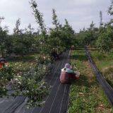 Garlic and Onion PP Woven Weed Control Mat,plastic Ground Cover Black Weed Kill Fabric,100gsm Anti Grass Gardening Mat thumbnail-4