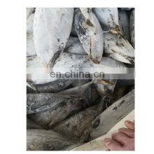 Bonito Tuna for Export Import thumbnail-4