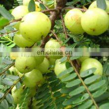 Sciyu Supply Alma Phyllanthus Emblica Fruit Extract Powder thumbnail-2