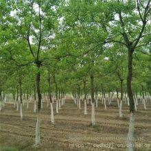 6 - Centimeter Chinese Tallow Trees, Cheap Price, Guaranteed Survival Rate thumbnail-4