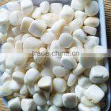 Wholesale Price Tumbled Tridacna Stone