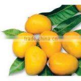 VIETNAM FRESH MANGO- BEST PRICE thumbnail-1