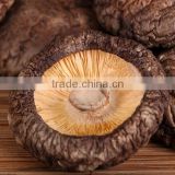 Artificially cultivated Kinds of Chinese mushrooms Dehydrated Shiitake mushroom, Maitake,Champignon