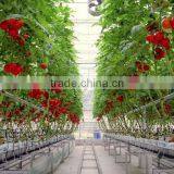 Glass Greenhouses China thumbnail-3