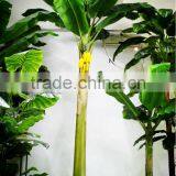Y8463-15-1LS( 2014 Hot Sale Factory Direct Extra Large Banana Trees for Hotel Decoration ) thumbnail-1