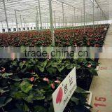 Phenol Resin Floral Foam Soilless Culture Substrates for Anthurium Planting in Greenhouse thumbnail-2