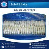 Top Quality Whole Frozen Indian Mackerel Fish for Sale