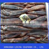 Frozen WR Illex Argentinus Squid thumbnail-1