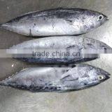 Fresh New Season Frozen Skipjack Tuna , Bonito Whole Round thumbnail-1