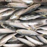 Whole Round Seafood Fresh Sea Frozen Jack Mackerel thumbnail-1