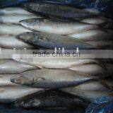 Frozen Mackerel ( 300-500g) thumbnail-1