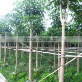 Tabebuia Rosea Trees thumbnail-1