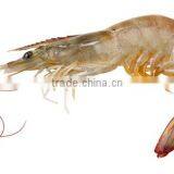 Frozen Vanamei Shrimp thumbnail-1