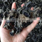Black Dried Fungus without the Plastic Material