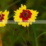Sanvitalia ,Coreopsis , Flower Seeds , Herb Seed,vegetalbe Seed,fruit Seed,grass Seed thumbnail-3