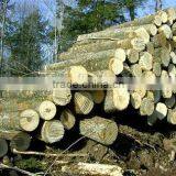White Ash Logs thumbnail-1