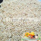 White Sesame Seeds Grade AAA West African Natural Sesame CIF CFR CIP World-wide Sales thumbnail-1