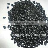Black Bean /Black Turtle Beans thumbnail-1
