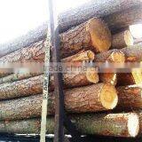 Pine or Birch Wood Logs China thumbnail-2