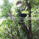 OEM Service Fresh Tea of This Year New Tea Wild Rocky Tea thumbnail-4