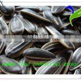 Chinese Sunflower Seeds by Roasted With Papper Bag thumbnail-1