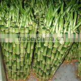 Indoor Plants 50cm Straight Lucky Bamboo Decorative Plant thumbnail-1