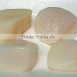 Frozen Shell Meat Scallop Meat