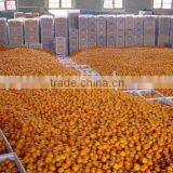 Baby Mandarin Orange / Nanfeng Baby Mandarin /Fresh Mandarin Orange