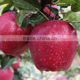 Fresh Red Delicious Apple Chinese Fruit Fresh Apple thumbnail-1