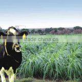 Livestock Favored High Quality Pennisetum of America Seeds thumbnail-1