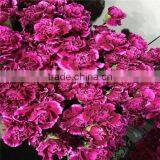 High Quality Fresh Carnation Florist Suppliers From Website thumbnail-3